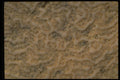 751009 Beach Coral, Trinidad A4 Photo Print