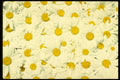 751013 Daisies A4 Photo Print