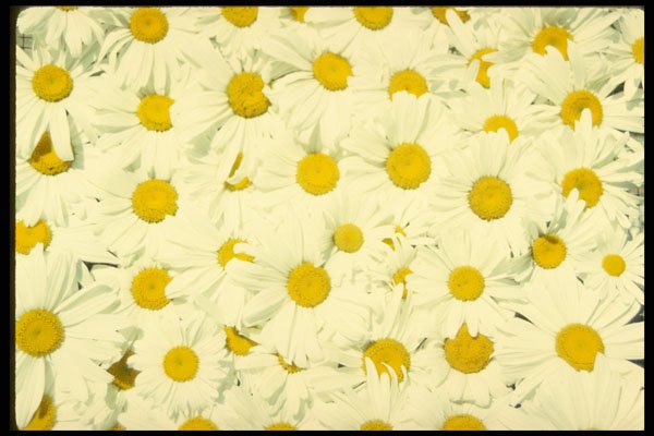 751013 Daisies A4 Photo Print