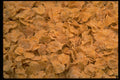 751015 Sugar coated Flakes A4 Photo Print