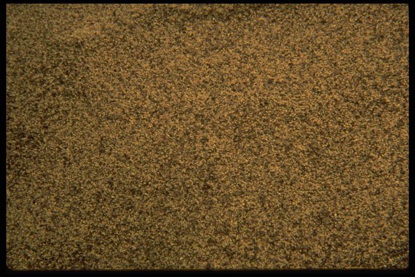 751017 Ground Pepper A4 Photo Print