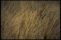 751025 Tall Beach Grass A4 Photo Print