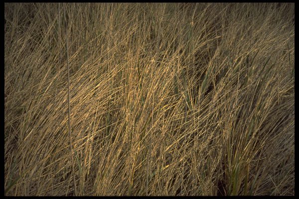 751025 Tall Beach Grass A4 Photo Print