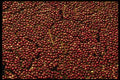 751029 Cranberries At Harvest, Plymouth, Massachusettes, U.S.A. A4 Photo Print