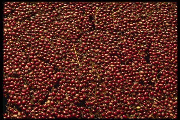 751029 Cranberries At Harvest, Plymouth, Massachusettes, U.S.A. A4 Photo Print