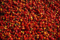 751031 Red Peppers, Myanmar A4 Photo Print