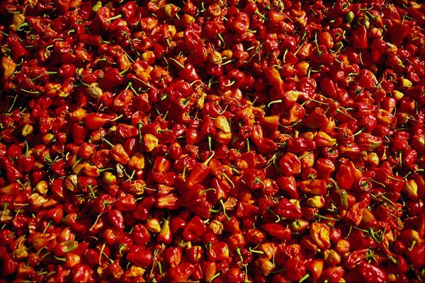 751031 Red Peppers, Myanmar A4 Photo Print