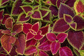 751043 Rainbow Coleus A4 Photo Print