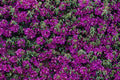 751047 Bougainvillea Wall Flower A4 Photo Print