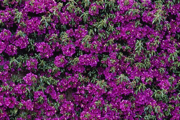 751047 Bougainvillea Wall Flower A4 Photo Print