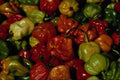 751049 Mixed Colored Mini Peppers A4 Photo Print