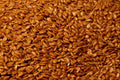 751051 Flax Seed A4 Photo Print