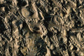 751055 Fossil Matrix, Mali, Africa A4 Photo Print