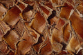751060 Palm Tree, Close up A4 Photo Print