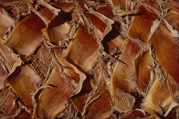 751060 Palm Tree, Close up A4 Photo Print