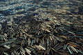 751065 Log Jam On The Fraser River, British Columbia, Canada A4 Photo Print