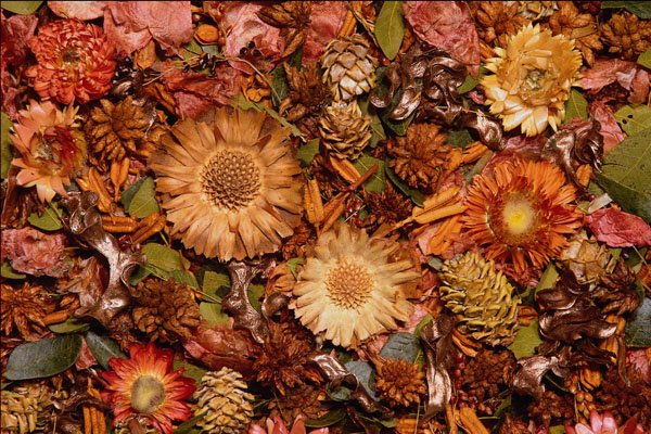 751066 Dried Flowers A4 Photo Print