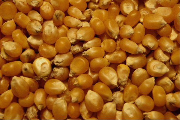 751072 Popping Corn A4 Photo Print