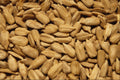 751073 Sunflower Seeds A4 Photo Print