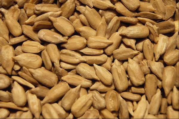 751073 Sunflower Seeds A4 Photo Print