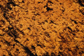 751075 Cork Jar Stopper A4 Photo Print