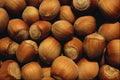 751076 Wild Hazelnut A4 Photo Print