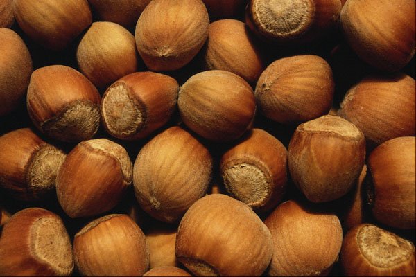 751076 Wild Hazelnut A4 Photo Print