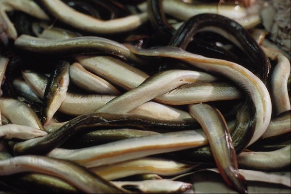 751078 Eels, Andalusia, Southern Spain A4 Photo Print