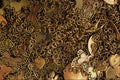 751083 Miscellaneous Metal A4 Photo Print