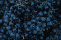 751084 Bunches Of Purple Grapes A4 Photo Print