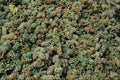 751087 Grapes, Austria A4 Photo Print