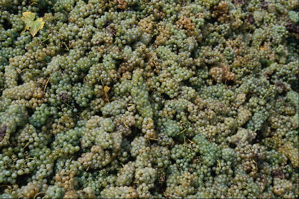 751087 Grapes, Austria A4 Photo Print