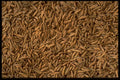 751095 Seeds A4 Photo Print