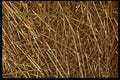 751098 Pins A4 Photo Print