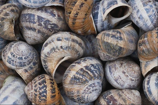 752031 Snail Shells A4 Photo Print