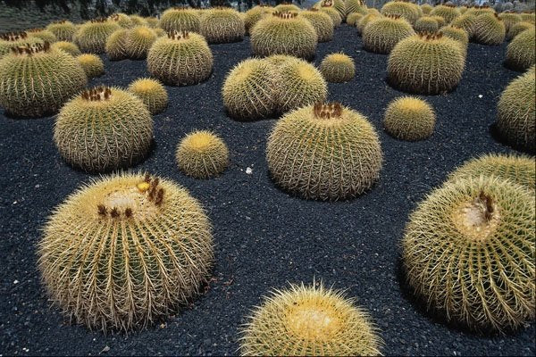 752037 Cactus, Echinocactus Grusonii A4 Photo Print