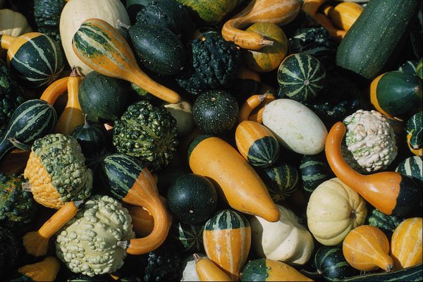 752046 Gourds (vegetables) A4 Photo Print
