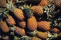 752047 Pineapples, Tulum, Mexico A4 Photo Print