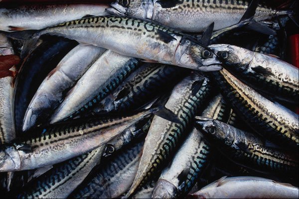 752048 Fish For Lobster Bait, Prince Edward Island, Canada A4 Photo Print