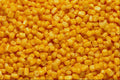 752053 Golden Corn A4 Photo Print