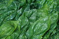 752056 Spinach Leaves A4 Photo Print