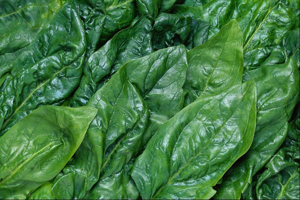 752056 Spinach Leaves A4 Photo Print