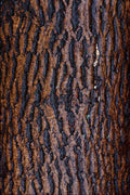 752058 Wet Tree Bark A4 Photo Print