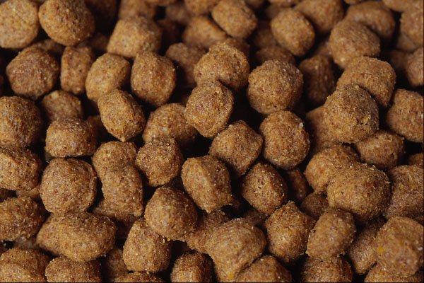 752059 Dog Food A4 Photo Print