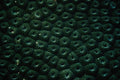 752075 Hard Coral Favia, Maldives A4 Photo Print