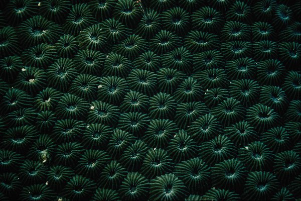 752075 Hard Coral Favia, Maldives A4 Photo Print