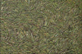753003 Pine Needles Floating On Water A4 Photo Print