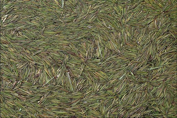 753003 Pine Needles Floating On Water A4 Photo Print
