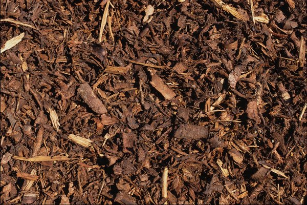 753008 Bark Trimmings A4 Photo Print