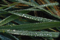 753009 Dew On Blades Of Grass A4 Photo Print
